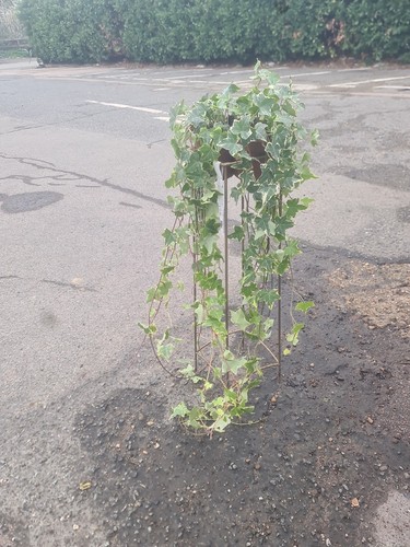 Extra large hedera helix - hedera,
