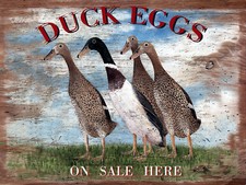 Duck Eggs, Retro Metal Plaque/Sign Pub, Bar, Man Cave Novelty Gift