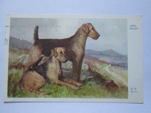 Airedale terriers vintage h - airedale, r.h