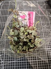 Ceropegia linearis woodii -