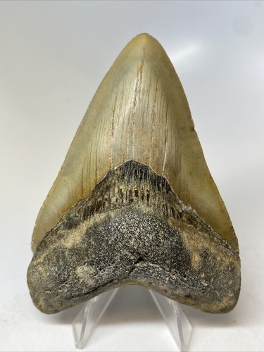 Beautiful megalodon shark - beautiful,
