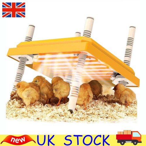Adjustable chick brooder - chick,