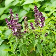 BASIL LICORICE HERB OCIMUM