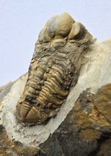 Rare British Silurian TRILOBITE FOSSIL Acernaspis quadrilineata LLANDOVERY AGE