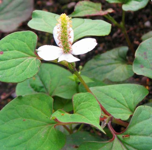 Houttuynia cordata 50 seeds - cordata,