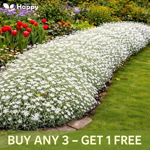 Snow summer seeds 1300 - |,