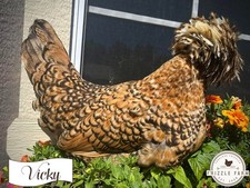 Polish crested fertile eggs - polish,