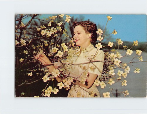 Postcard native dogwood tree - postcard,