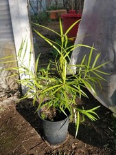 Willow Podocarp/Podocarpus
