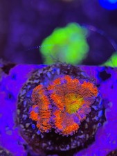 Tntcoral starburst rainbow - starburst,