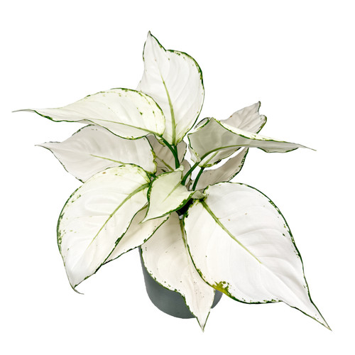Aglaonema white joy 12cm - 'white, joy'