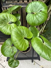 Farfugium japonicum var