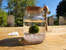 Marimo moss ball pet rose - marimo,