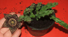 RARE Stapelia Toad plant ONE Rooted Stem Succulent Cactus House Plant