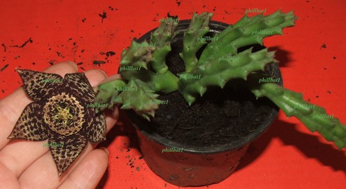 Rare stapelia toad - toad, plant