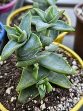 Crassula Perforata ROOTED