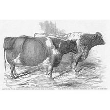 CATTLE Short Horned Cows at