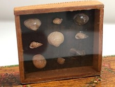 Dolls house miniature 1:12 HANDMADE collectors’ shell display cabinet