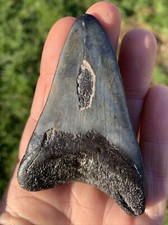 Fossil Megalodon Shark Tooth
