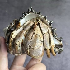 Taxidermy land hermit crab - taxidermy,