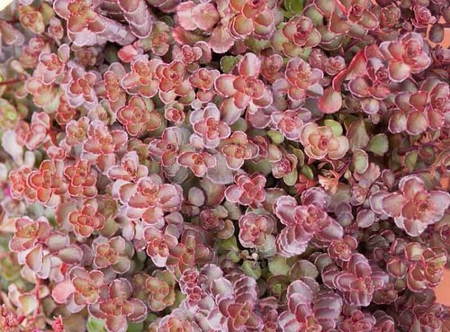 Sedum spurium voodoo - sedum,