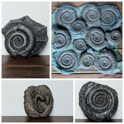 Ammonite replicas - ammonite, |