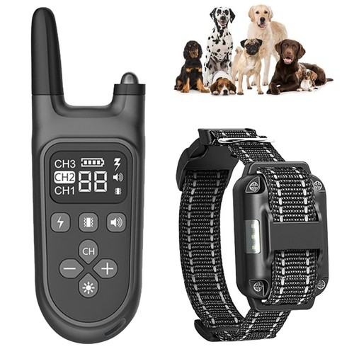 800m electric shock - electric, dog