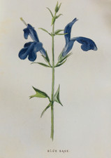Blue Sage Antique Garden Print c.1900 | Victorian Botanical Flower Illustration