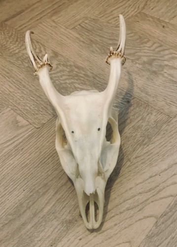 Muntjac deer skull - muntjac,