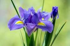 10 Dutch Iris Sapphire Beauty