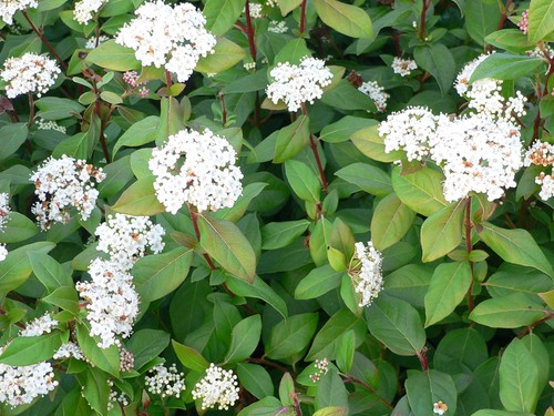 Viburnum tinus eve price - tinus,