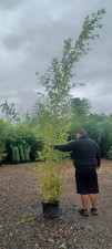 Phyllostachys Aurea "Koi"