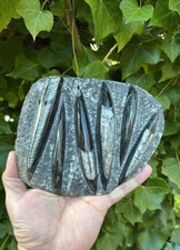 Beautifu natural orthoceras - natural,