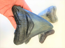 Inch real megalodon - real,