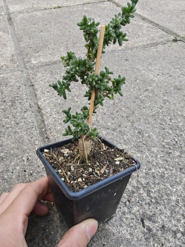 Trichodiadema bulbosum caudex - trichodiadema,