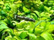Panda garra juvenile size - garra,
