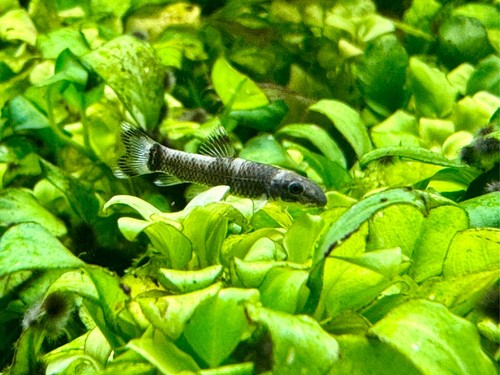 Panda garra juvenile size - panda,