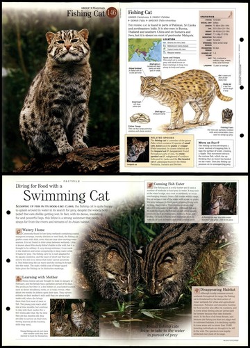 Fishing cat 146 mammals - mammals,