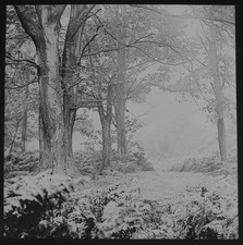 Photo WINTER TREE STUDY NO5 C1890 Magic Lantern Slide TREES WOODS FOREST