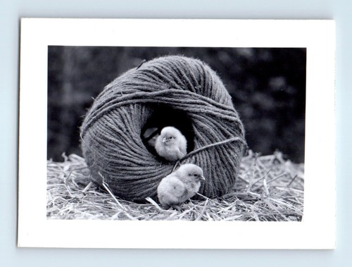 Old vintage photo baby - old, chicks