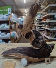 Small Mopani Wood 17-30cm Individual Pieces Aquarium Fish tank Bogwood