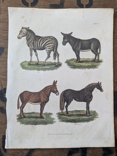 Antique c1830 natural history - antique,