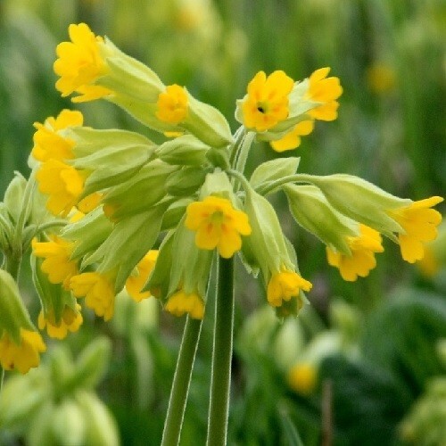 Cowslip primula veris - veris, /