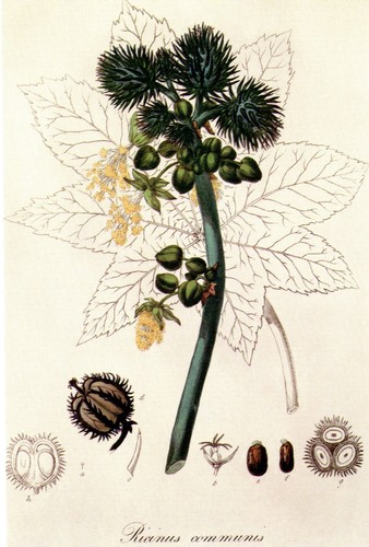Ricinus communis the castor - ricinus,
