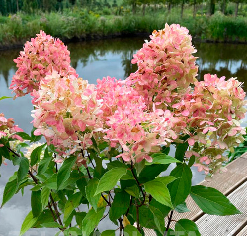 Hydrangea paniculata graffiti - hydrangea,