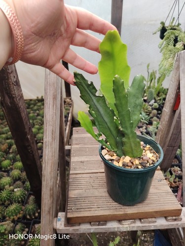 Epiphyllum hybrid plants - ,