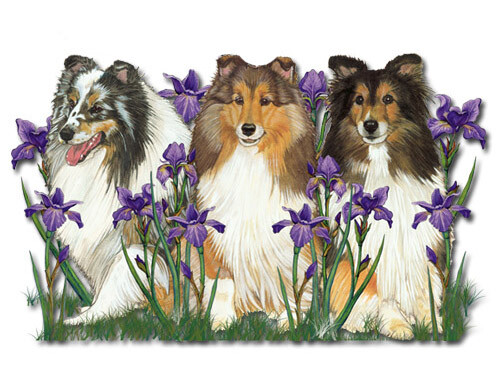 Shetland sheepdog sheltie - sheepdog,