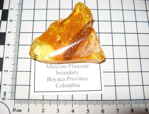Miocene colombia amber fossil - colombia,