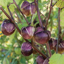 3x Tomato TOMATILLO PURPLE