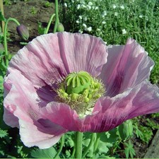 P. Somniferum Giganteum Poppy